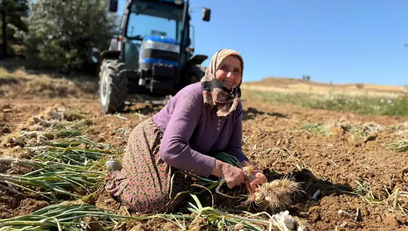 Selenyum Zengini Yer Fıstığı Türkiye'de Rekor Fiyatlarla Satışa Sunuluyor
