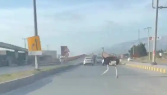 Trafikte Deve Kuşu Görülmesi Şehirde Şaşkınlık Yarattı!