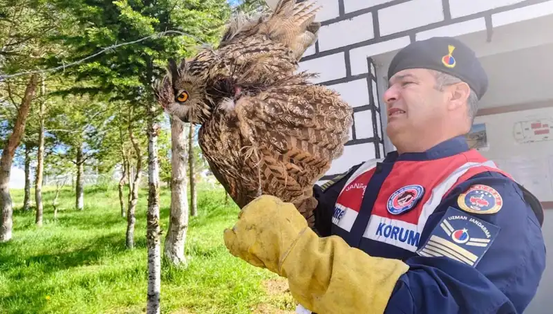 Dikenli Tellere Takılan Puhu, Hayata Döndü: İşte O Hüzünlü Hikaye