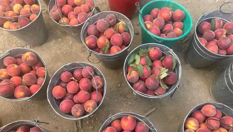 Çiftçinin Yüzünü Güldüren Hasat Sezonu: Fiyatlar 100 Liraya Ulaştı
