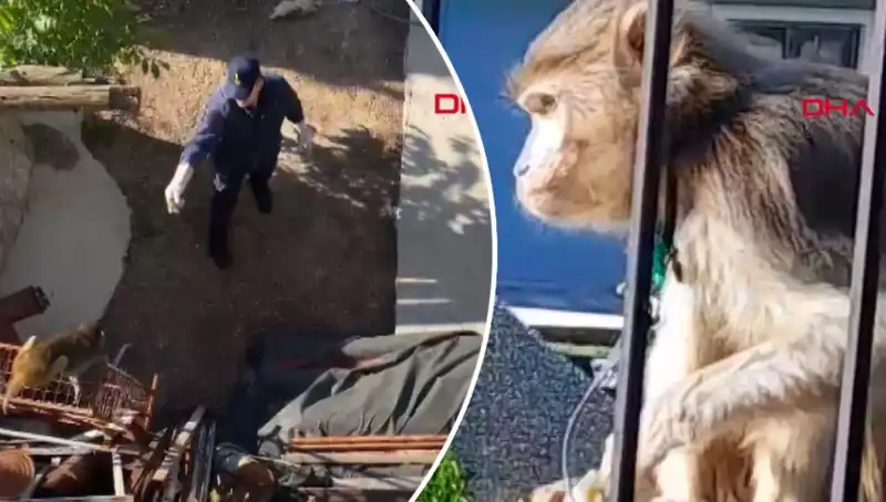 Muğla’da Eğlenceli Maymun Kovalamacası: Mahalleli Kaçışa Geçti!