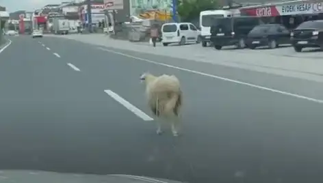 Yalova'da Kurbanlık Hayvan Kaçışı Trafiği Felç Etti