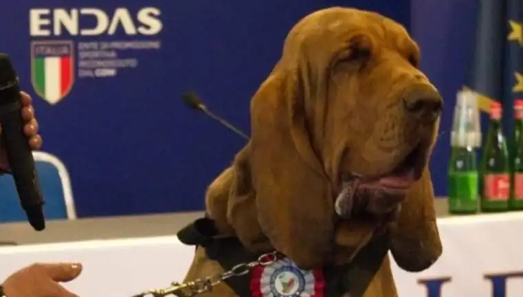 Arama Köpeğine Suikast: Çivili Sosisle Öldürüldü, Toplumda Şok Etkisi Yarattı