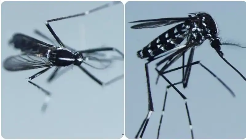 Chikungunya Virüsü: Belirtileri ve Dünyada Yaygınlığı Nedir?