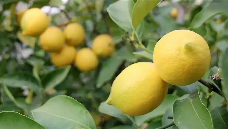 Limon Fiyatları Şaşırtıyor: Adedi 24 Liraya Dayandı!