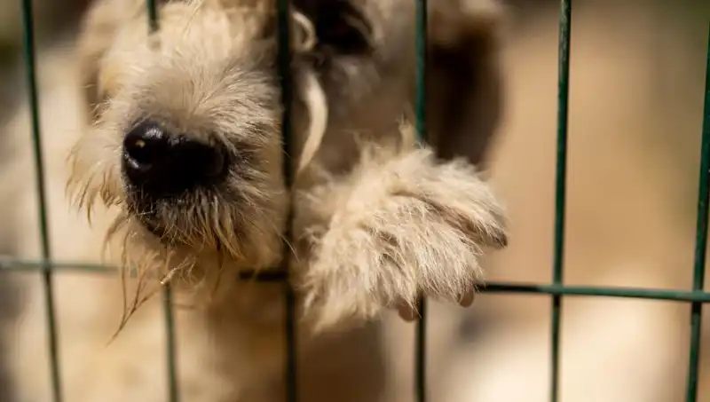 İş Stresinin Gizli Kurbanları: Köpekler Üzerinde Olumsuz Etkileri