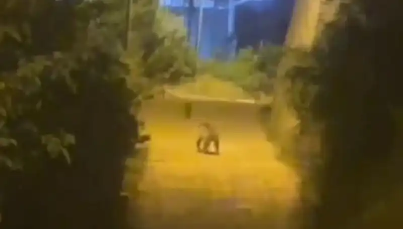 Gümüşhane’de Merkezde Görülen Ayı, Vatandaşları Şaşırttı!