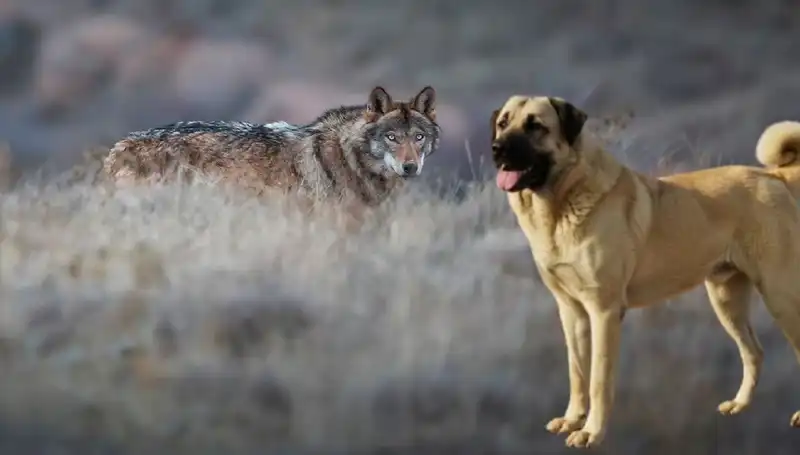 Kangal Köpeğine Artan Talep: Kurt Popülasyonundaki Değişimin Etkileri