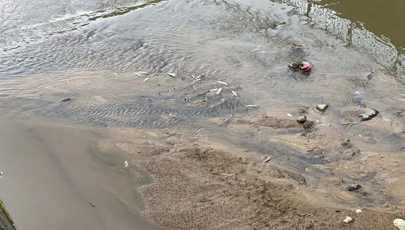 Rize’de Tedirgin Eden Balık Ölümleri: Nedenleri ve Sonuçları