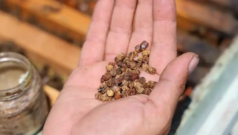 ** Eskiden Çöpe Atılan, Şimdi Kilosu 3 Bin TL Olan Protein Kaynağı!**