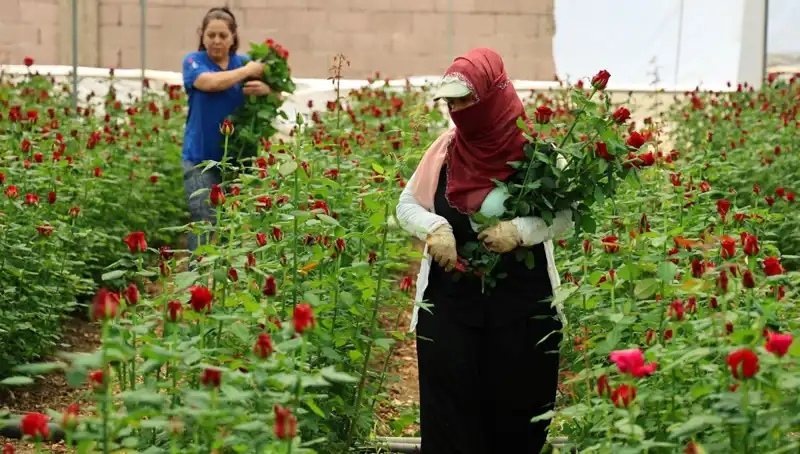 Anneler Günü İçin Gül Üreten Çiftçilerin Serada ve İnternetteki Mücadelesi