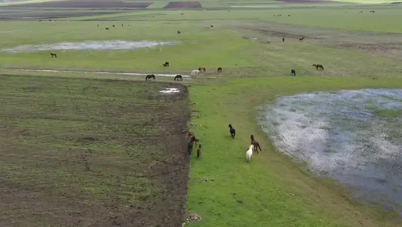 Kars’ın Yemyeşil Doğasında Yılkı Atlarının Doğal Yaşamı