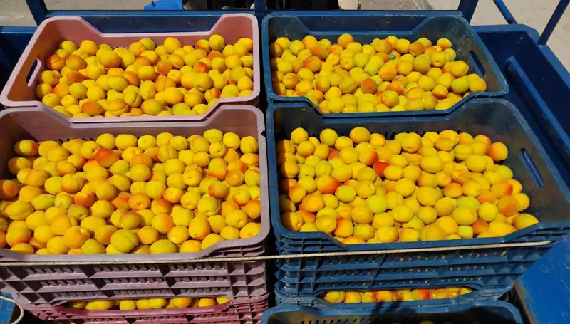 İlk Hasat: Tarımda Yeni Dönem, 500 TL'den Satışa Sunuldu!