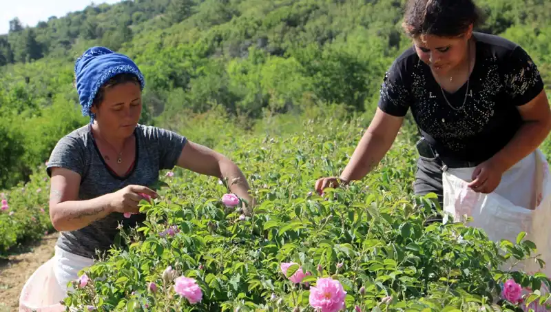 Zirai Don Alarmı: Gül Tarımında Verim Düşüklüğü Yaşanıyor