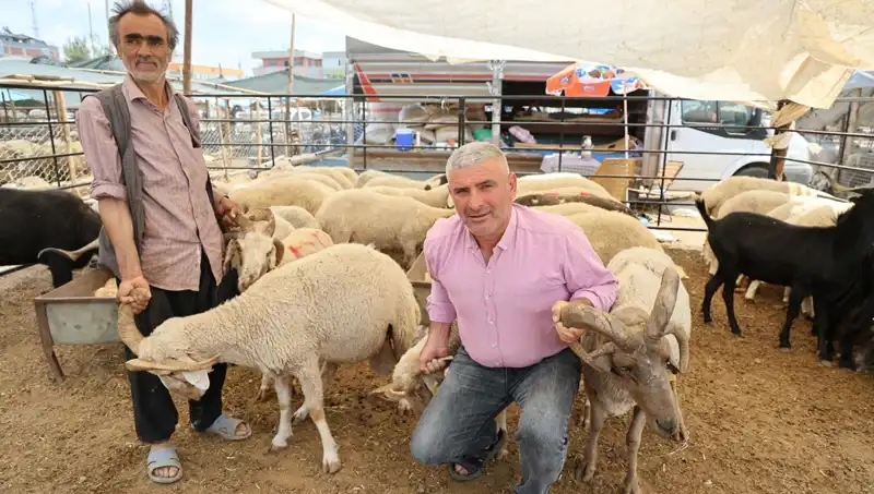 Kurban Pazarının Yıldızı: Dört Boynuzlu Koçların Büyüsü